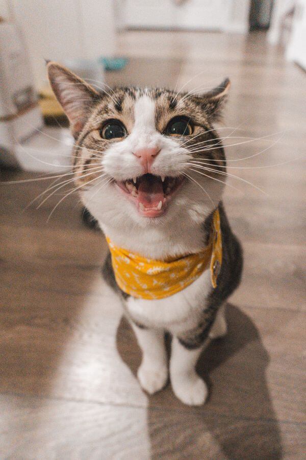 cat wearing a yellow scarf