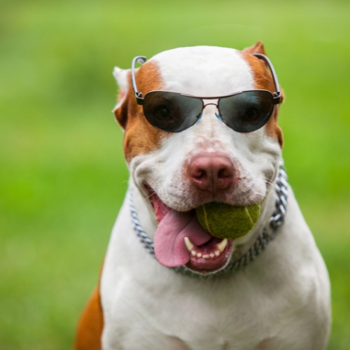 a dog wearing sunglasses and holding ball