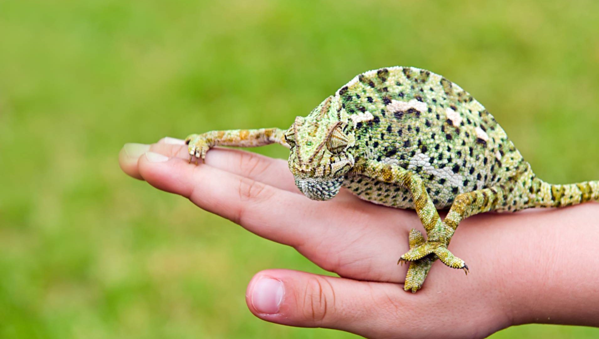 Broadview Animal And Bird Hospital Gallery Seven Hills, OH