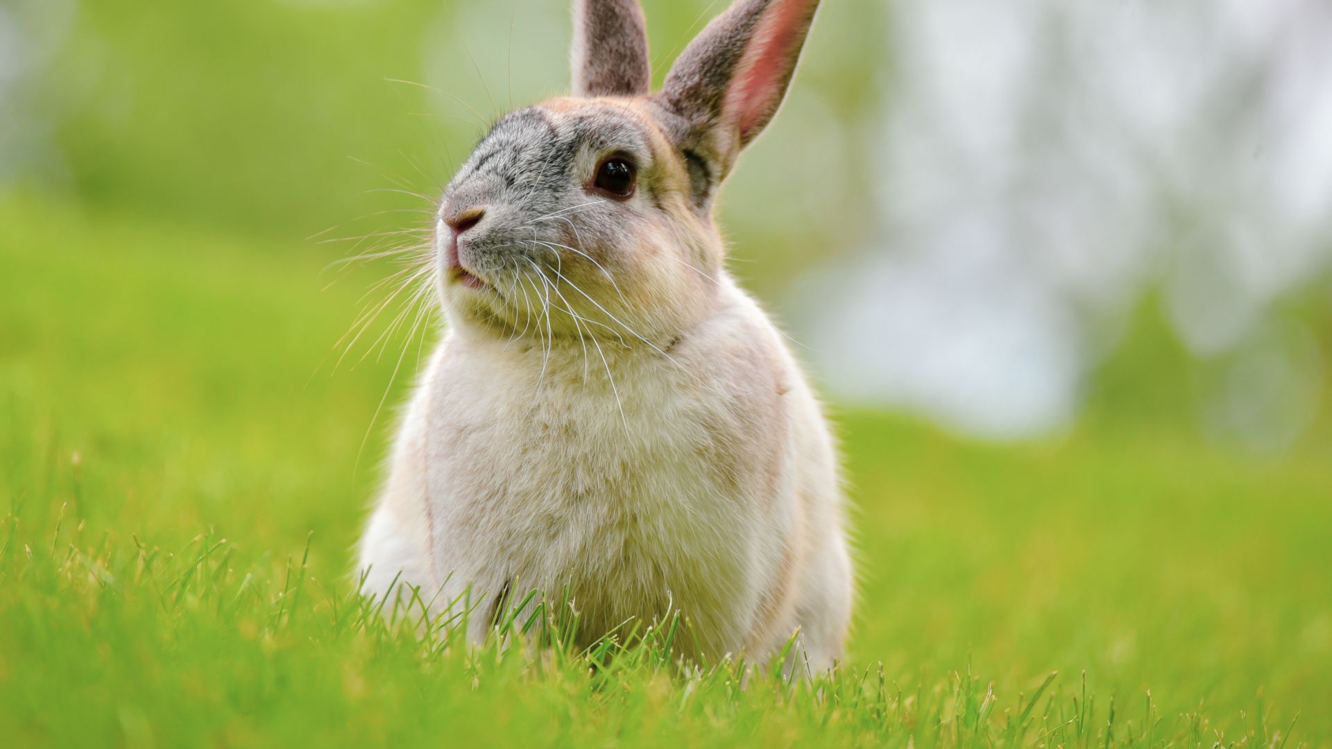Vet Near Me Seven Hills, OH Broadview Animal And Bird