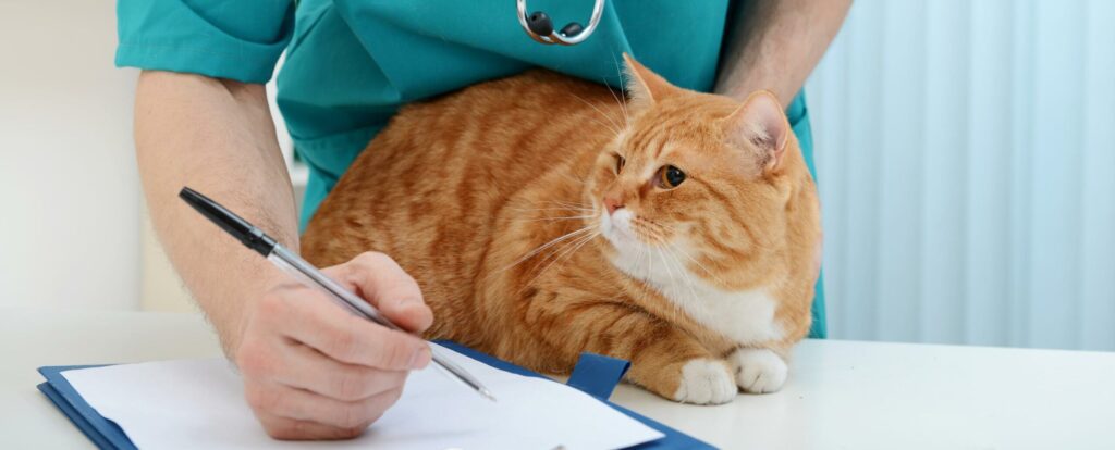 Pet Internal Medicine In Seven Hills, OH | Broadview Animal