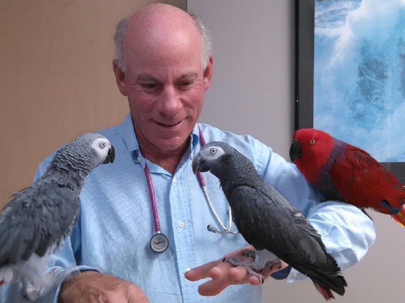 a vet holding two parrots