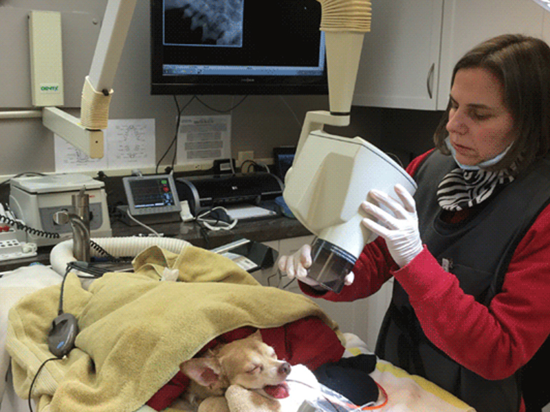 a vet using a microscope to check the teeth of a dog