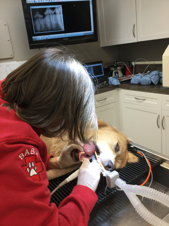 a vet with a dog in a dental office