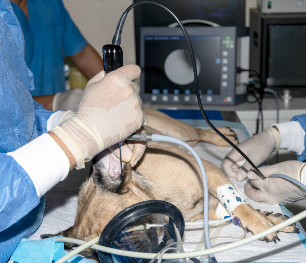 a veterinarian performing an operation