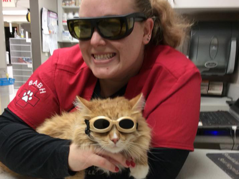 a veterinarian wearing sunglasses and holding a cat