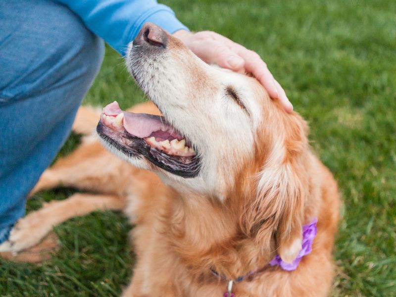 person petting a senior dog