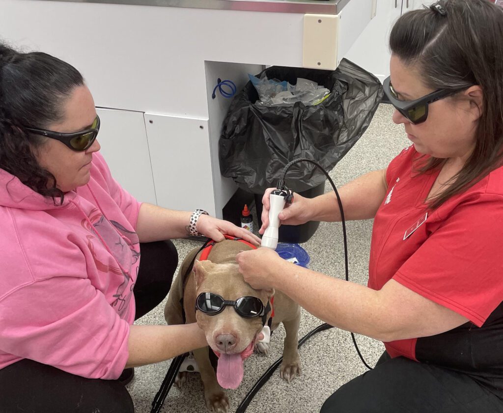 Pet Laser Therapy In Seven Hills, OH | Broadview Animal