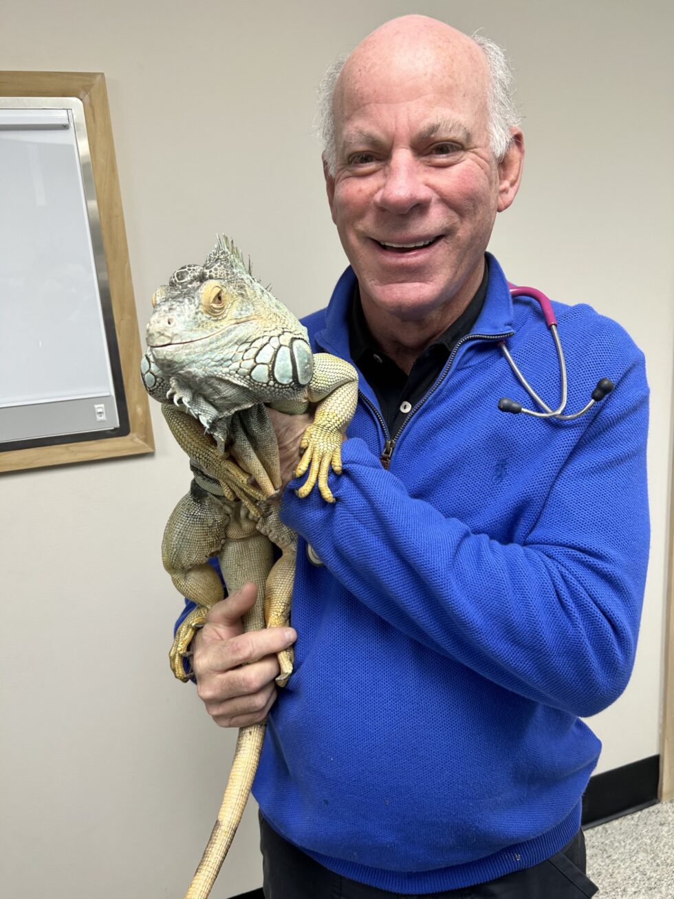 Pet Surgery In Seven Hills, OH Broadview Animal And Bird