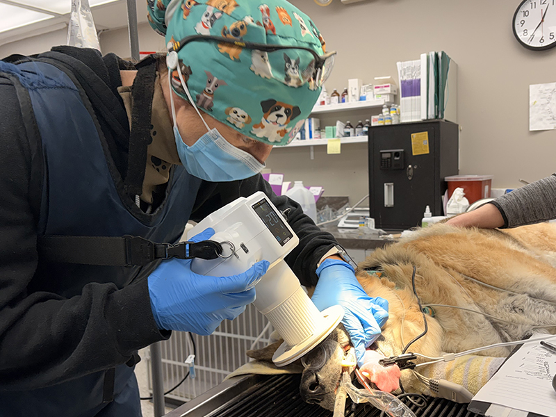 Veterinarian to examine a dog